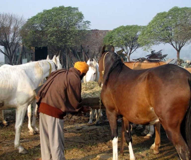 CAN HUMANS MATE WITH HORSES visual data 7