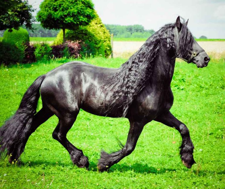 240 Friesian Horse Names For Mares Stallions