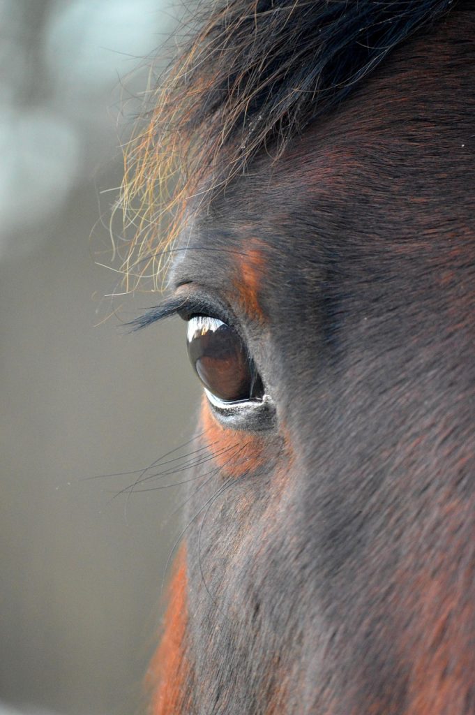 Elegant and Showy Horse Names Starting With B