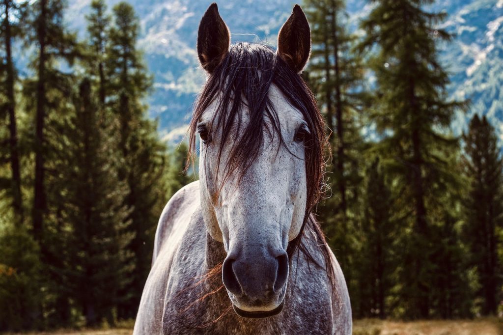 Horse Image
