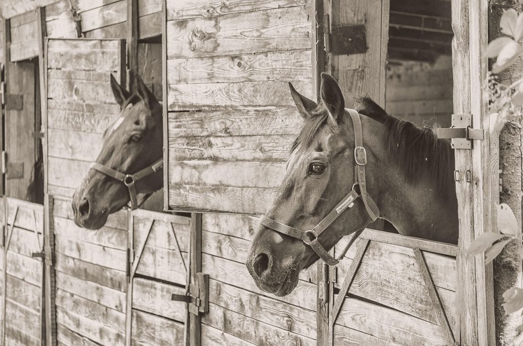 Fun and Playful Horse Names Starting with Z