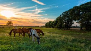 240+ Best Horse Names Starting With B